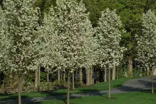 Trees For Landscaping