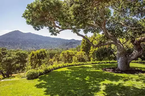 Trees For Landscaping