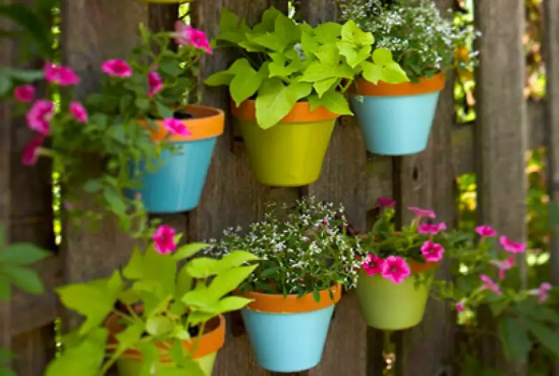 Vertical Garden Pictures