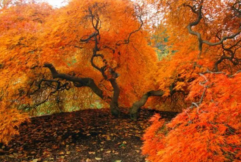 Best Small Trees