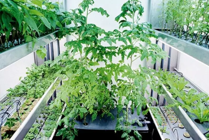 Indoor Vegetable Gardens