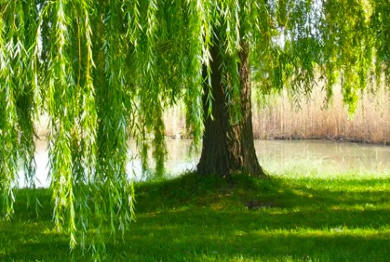 Small vs. Large Trees