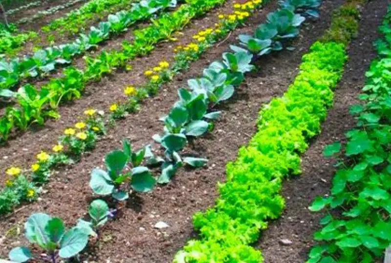 Backyard Design Ideas