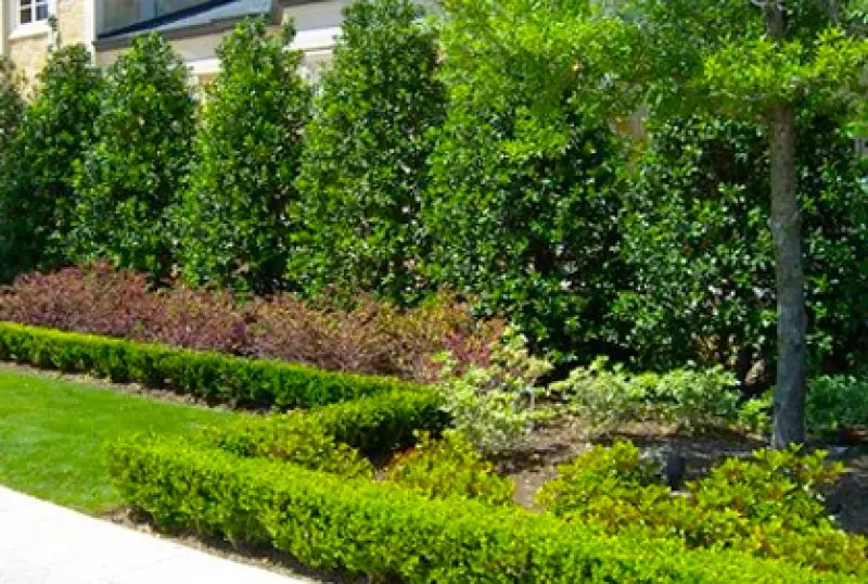 Evergreen Trees