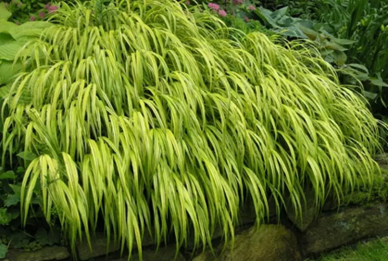 Great Types of Evergreens