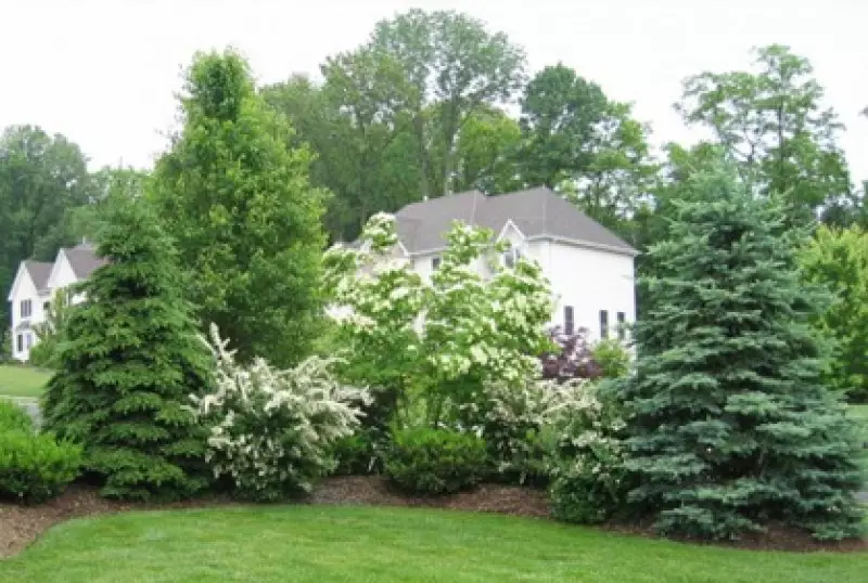 Popular Types of Trees