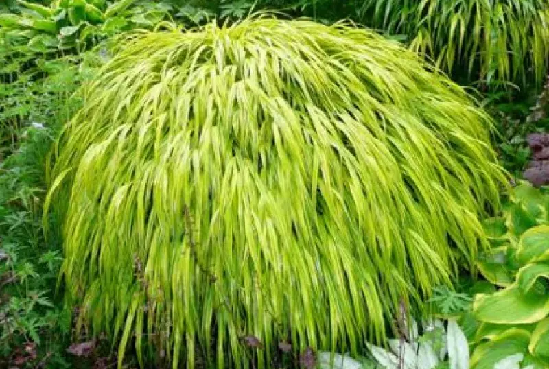 Bushes for Landscaping