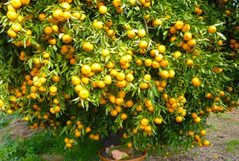 Bushes and Shrubs