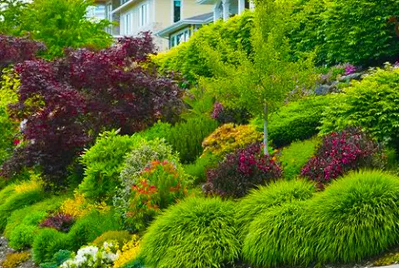 Small Ornamental Trees