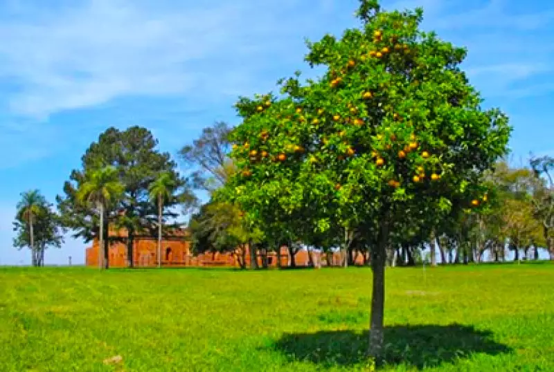 Popular Types of Trees