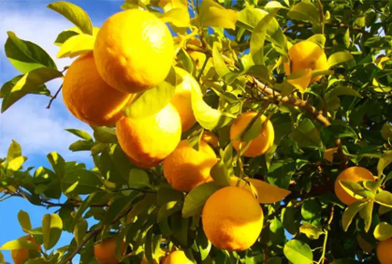 Growing Fruit at Home