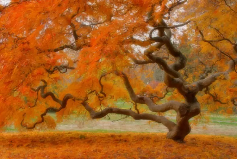 Japanese Garden Trees