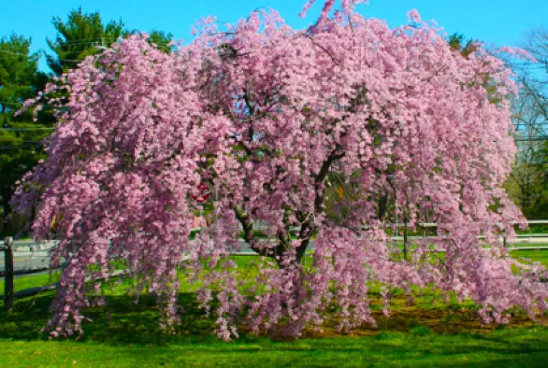 Types of Weeping Trees