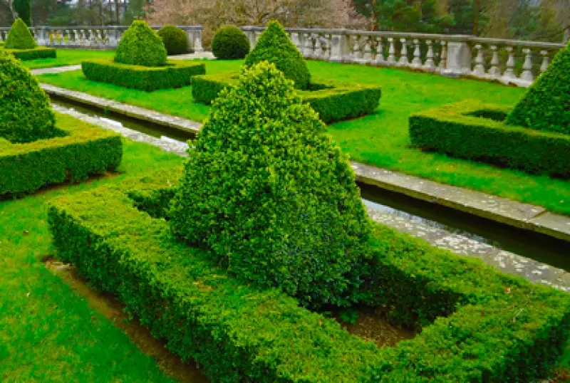 Ornamental Plants and Trees