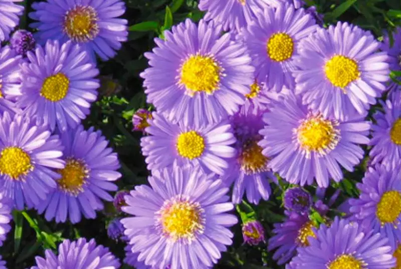 Japanese Garden Design