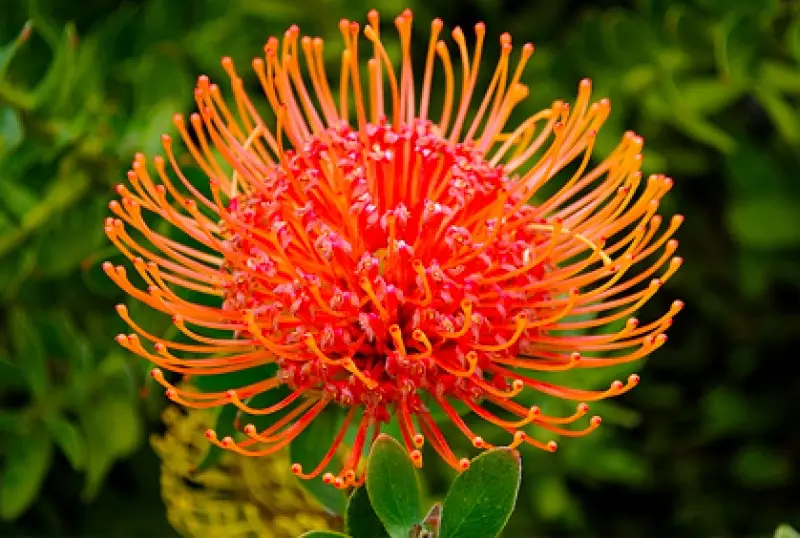 Garden Picture Gallery