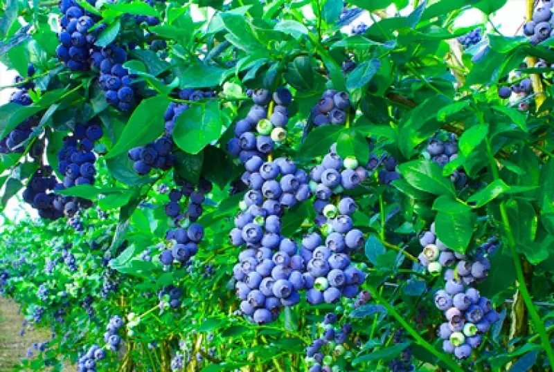 Fruit Bushes & Shrubs