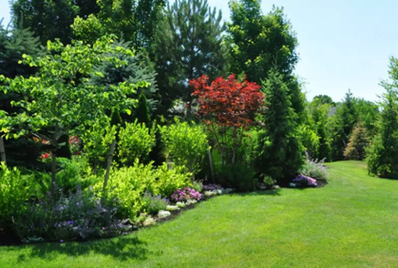 Best Shrubs for Landscaping
