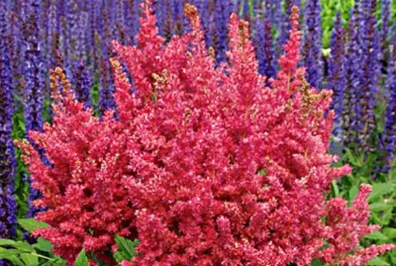 Garden Flower Ideas