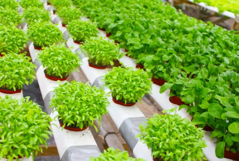 Container Garden Planters