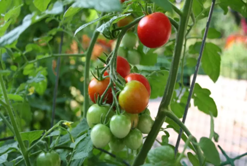 Fruits and Vegetables