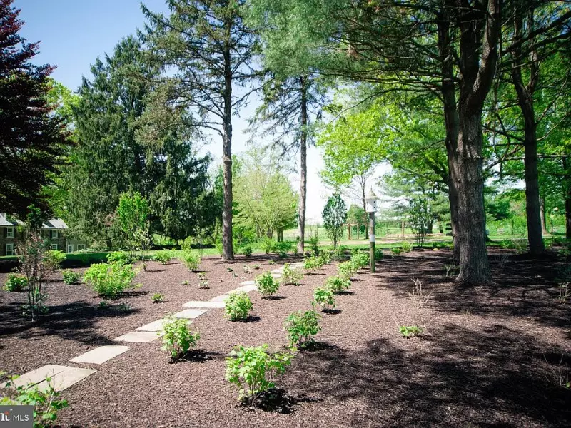 Fast Growing Evergreen Shrubs