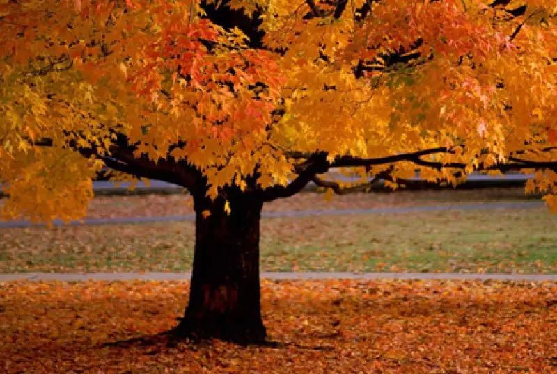 Ornamental Trees