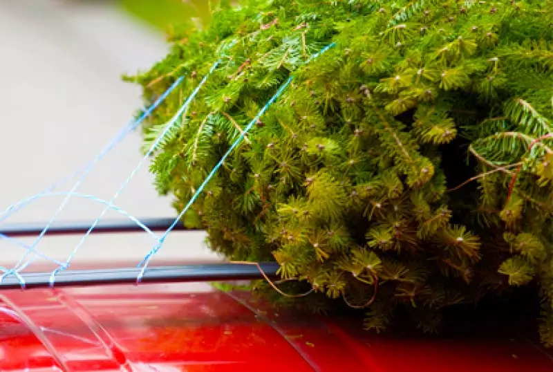 Freshly Cut Trees