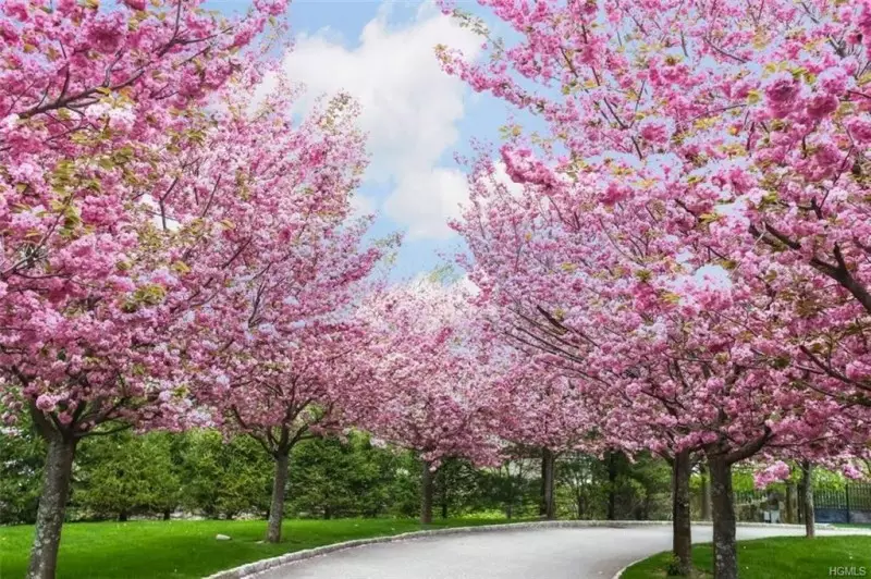 Landscaping Ideas