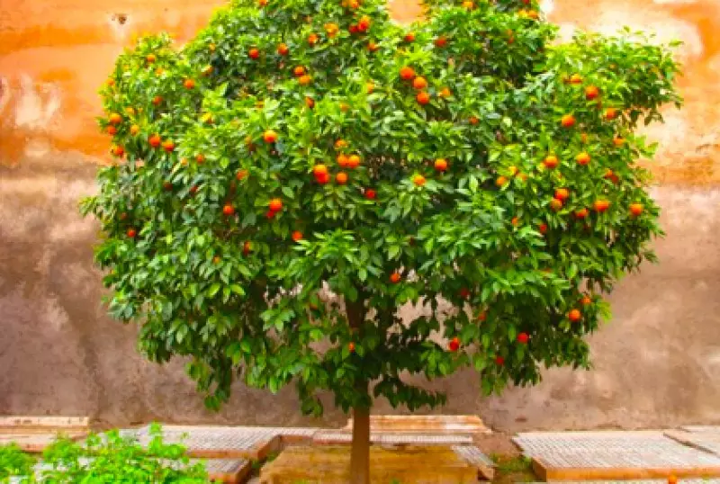 Ornamental Trees