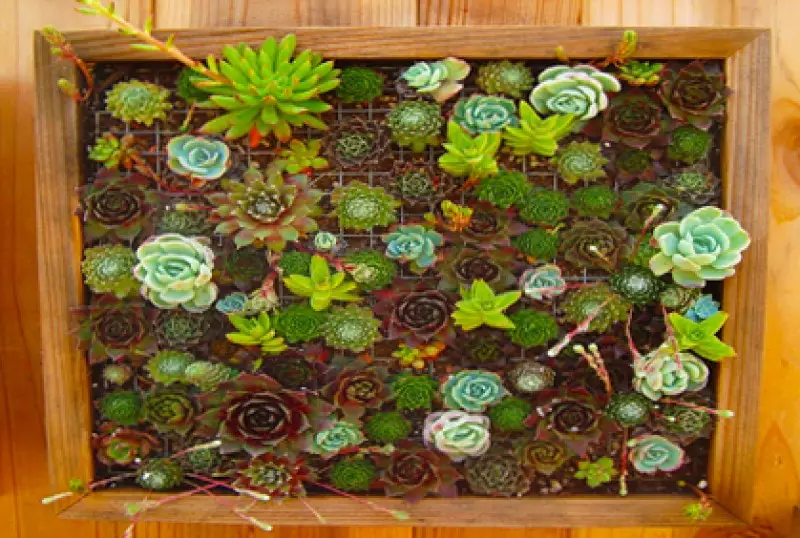 Vegetable Garden Photos