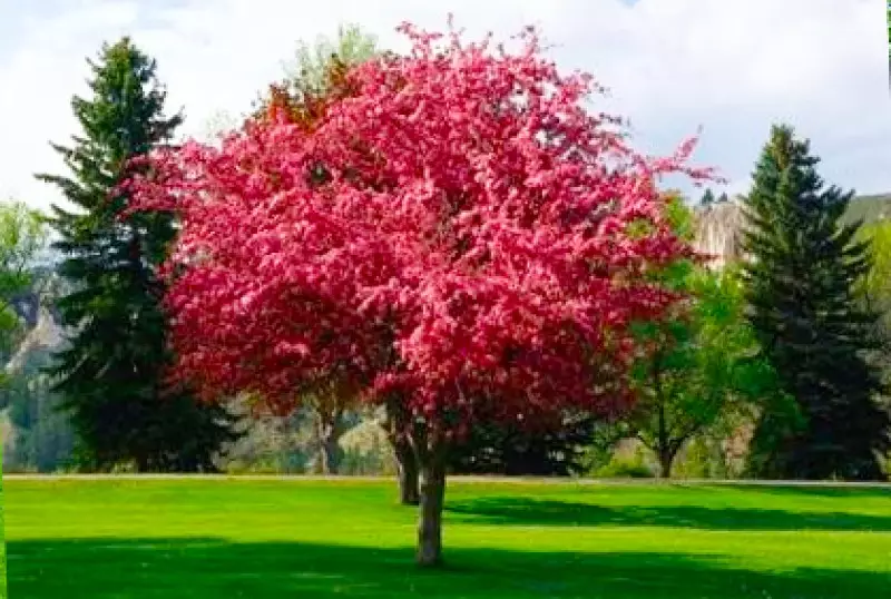 Types of Small Trees