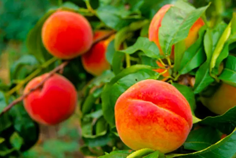 Landscape Fruit Trees