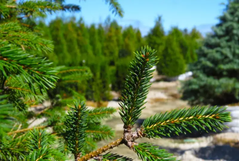 Evergreen Trees