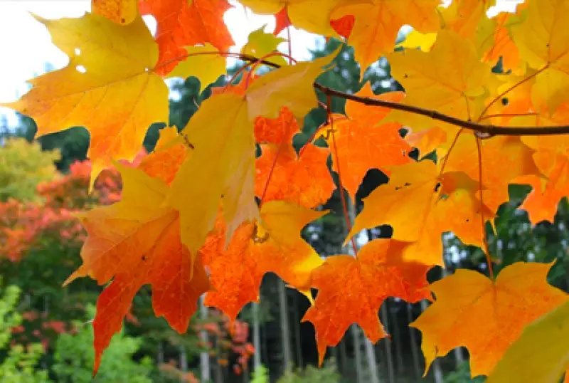 Popular Trees