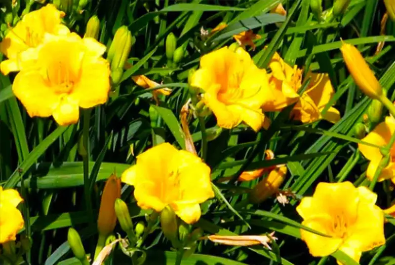 Simple Landscape Ideas