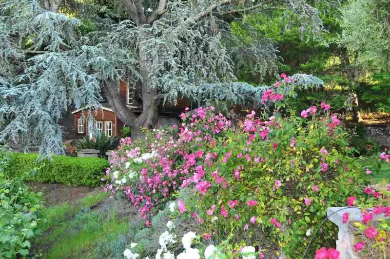 Flowering Plants